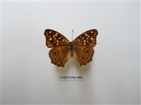 藏品(鱗紋眼蛺蝶)的圖片